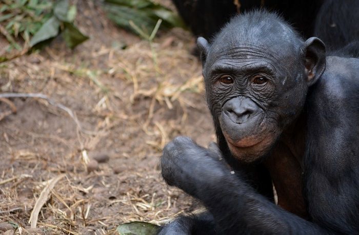 Découverte d'un pensionnaire du paradis des bonobos en République démocratique du Congo