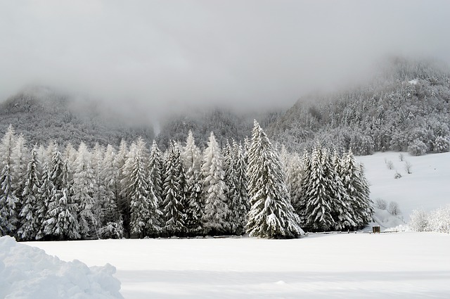 forêts enneigées dans les Vosges