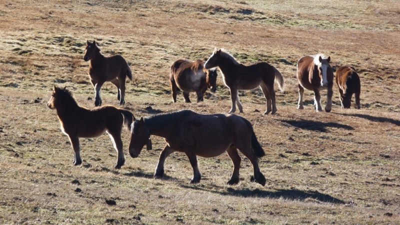 Randonnée à cheval à Andorre