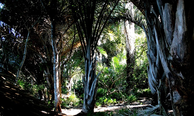 Forêt de palmiers en Guinée