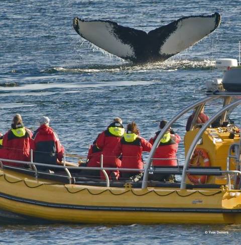 Les croisières aux baleines activités Saguenay