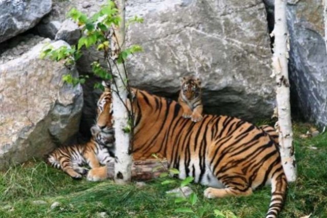 Les tigres du Zoo de Saint Félicien