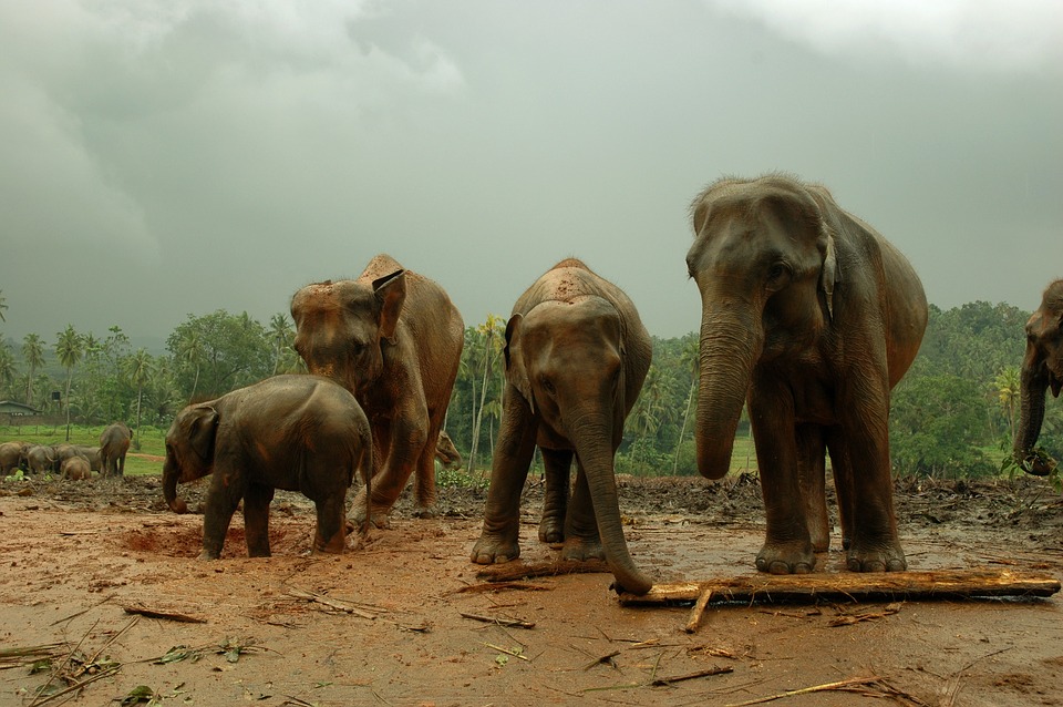 Les éléphants du Sri Lanka