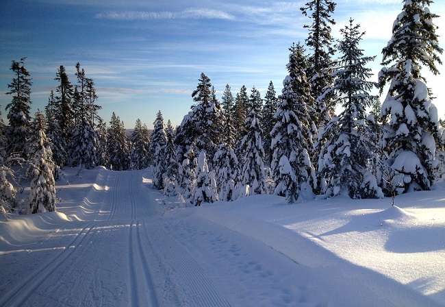 Découvrez de magnifiques espaces enneigés, entre forêts et clairières grâce au ski nordique dans le Jura