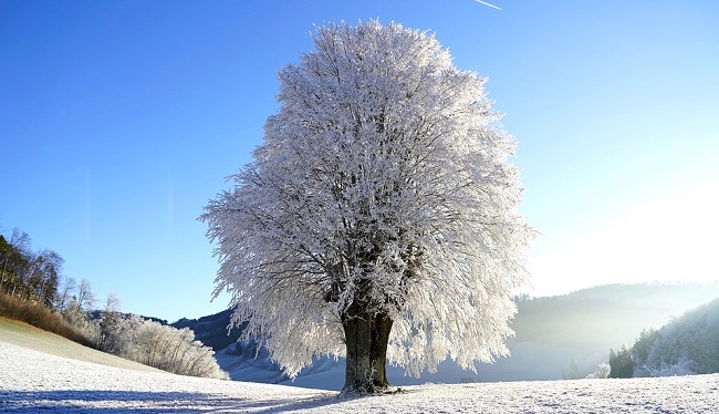 Paysage gelé dans le Jura