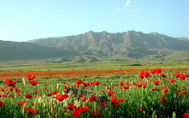 Champs de pavot en Arménie