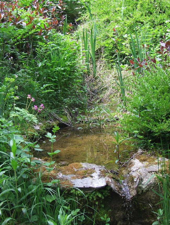 Le Jardin d'eau, lieu paisible à la végétation luxuriante
