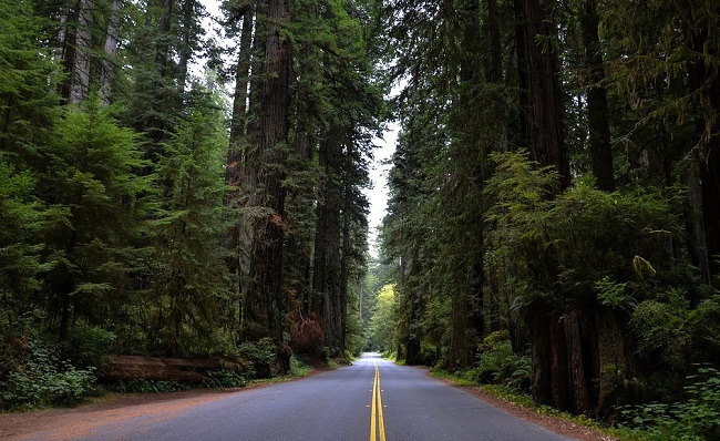 Route de Californie au milieu d'une forêt de séquoias