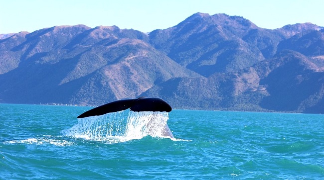 Observation de baleine à Kaikoura en Nouvelle-Zélande