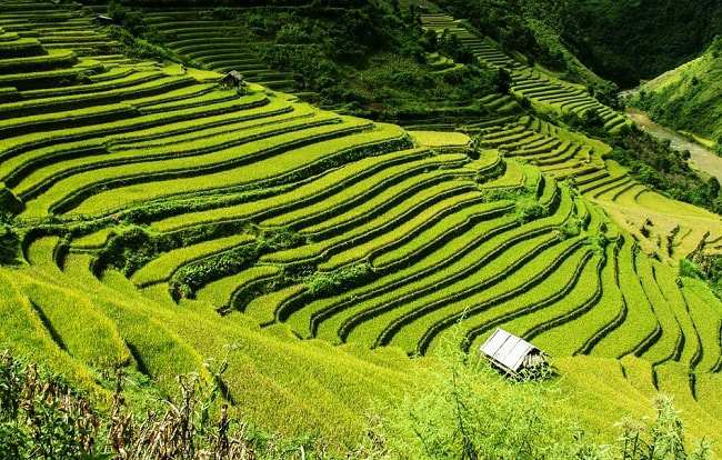Rizières en terrasses au Vietnam