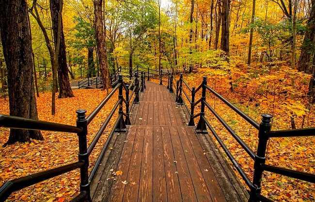 Sentier aménagé dans la forêt canadienne en automne