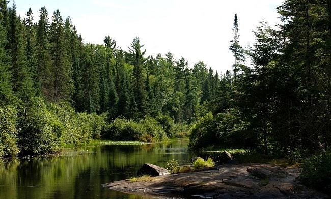 Balade au bord de la rivière Madawaska dans le Parc Provincial Algonquin en Ontario