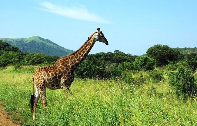 Girafe dans le Parc National Kruger