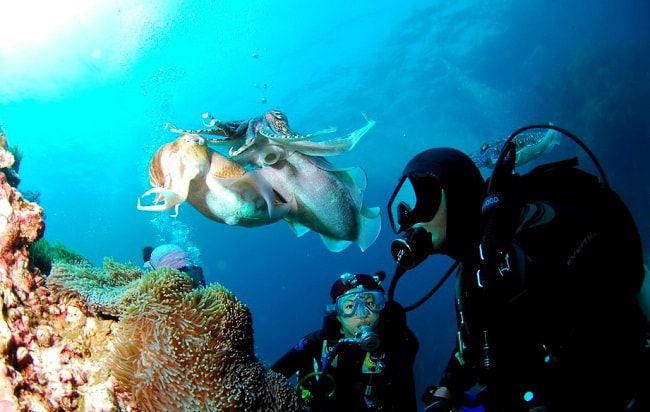 La plongée sous-marine une des activités nautiques et de bord de mer les plus passionnantes