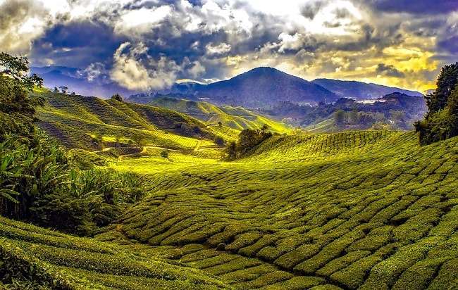 Randonnée dans les plantations de thés en Malaisie