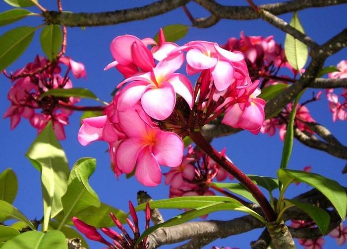 Fleur de frangipanier à Rangiroa ©Pension-Bounty
