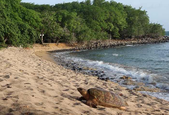 Rencontre avec une tortue marine sur une plage de Guadeloupe lors de votre séjour en location de vacances aux Antilles