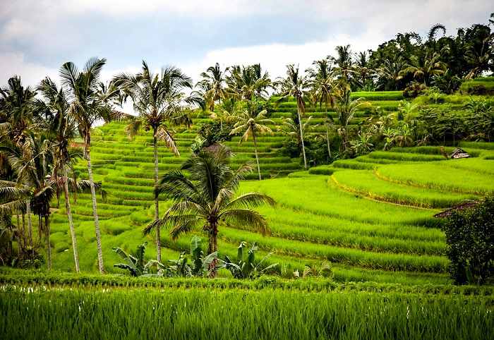 Culture du riz en terrasse à Bali en Indonésie