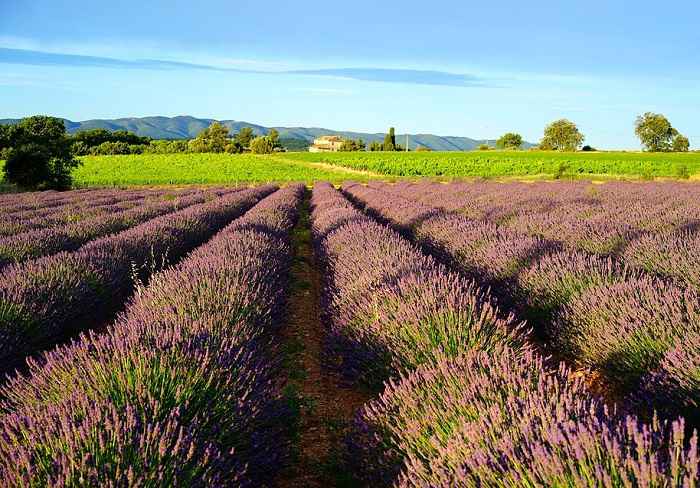 Optez pour une location de vacances à Saint-Rémy-de-Provence et profitez de balade au coeur des champs de Lavande
