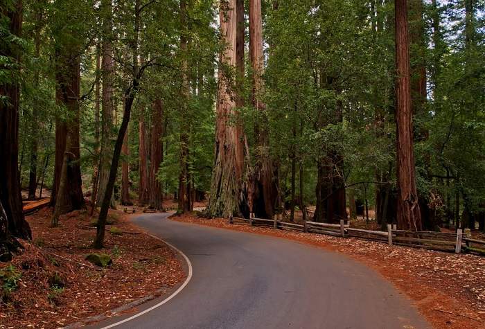 Balade dans le Parc national de Sequoia en Californie