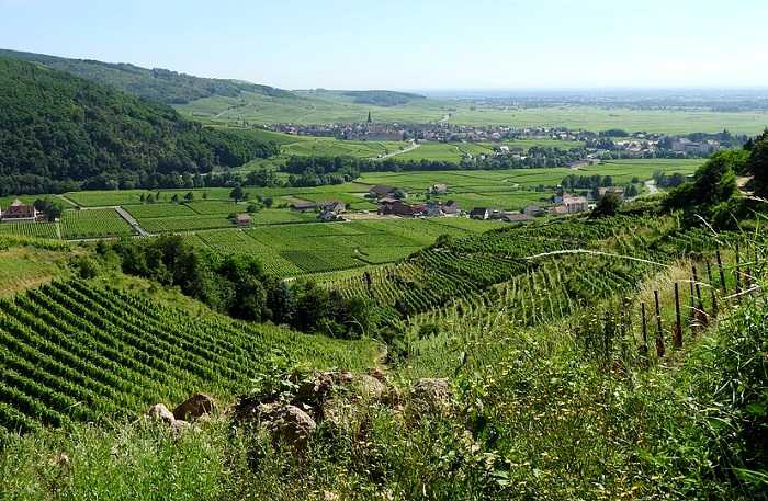 Optez pour une location de vacances en Alsace et partez à la découverte du vignoble Alsacien