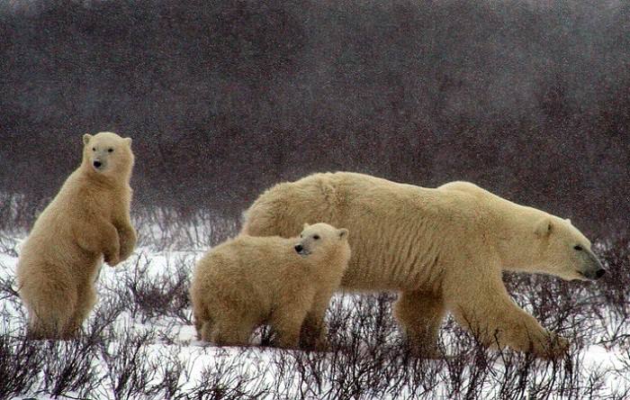 Observation d'une maman ours avec ses petits à proximité de Churchill au Manitoba