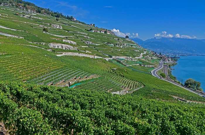 Vue imprenable sur les vignes autour du lac de Genève