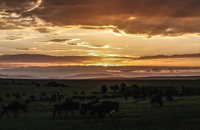 Observation d’un troupeau de gnou à la tombée de la nuit lors de vos vacances au Kenya