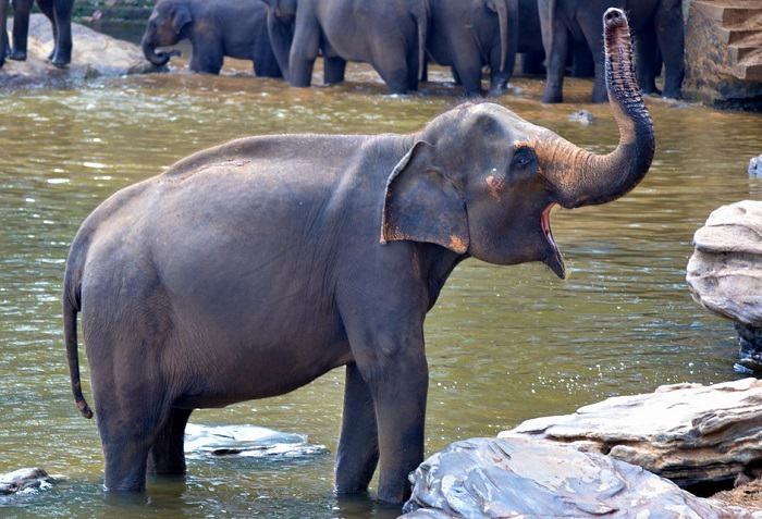 Observation des éléphants dans l'un des parcs nationaux du Sri Lanka
