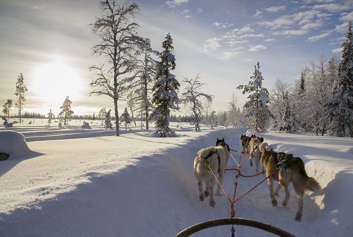 Découvrez la Laponie en optant pour une balade en chien de traîneau