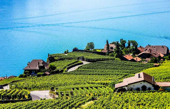 Offrez-vous une balade au cœur des vignobles en terrasse qui bordent le lac Léman en Suisse
