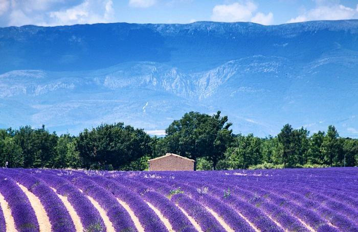 Optez pour un gîte en Provence et promenez vous au milieu des champs de lavande