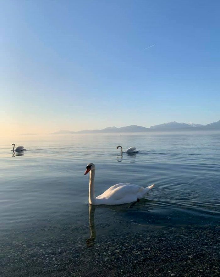 Offrez-vous une escapade romantique au bord du Lac Léman lors de votre séjour à Lausanne en Suisse
