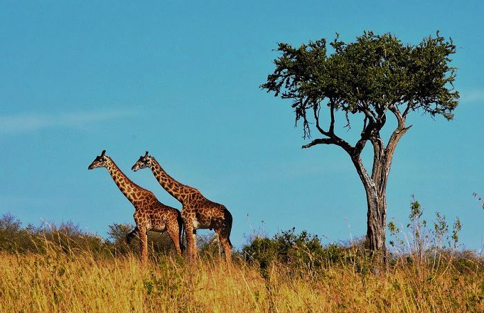Partez à la découverte du parc national du Serengeti lors de vos vacances en Tanzanie