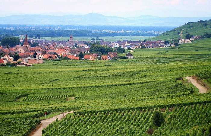 Découverte du vignoble alsacien l'un des plus beaux paysages de France © DR