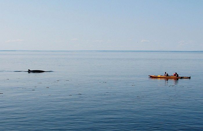 Partez à la découverte des baleines depuis un canoë lors de vos prochaines vacances au Québec