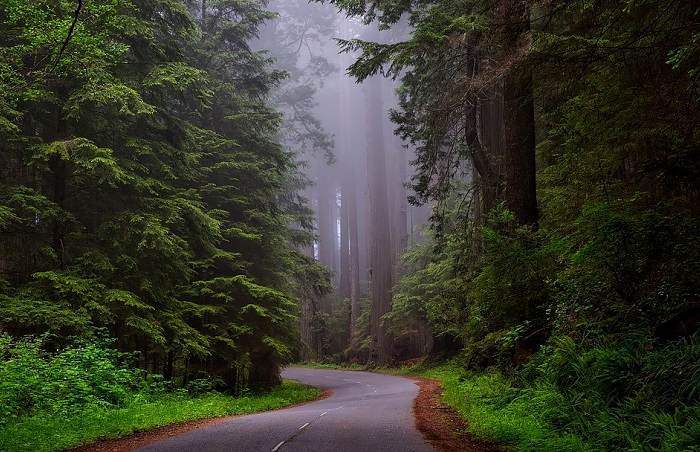 Partez à la découverte du Parc national de Redwood lors de vos vacances dans l'ouest des États-Unis