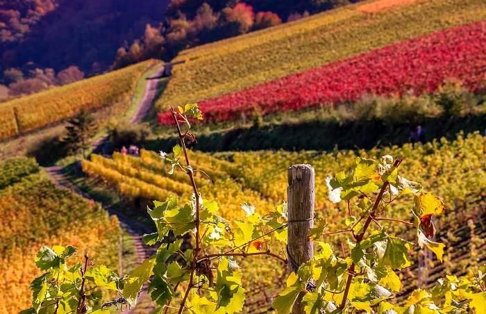 Balade au cœur des vignes en Alsace