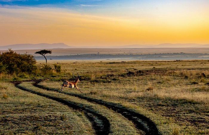 Optez pour un safari au Kenya lors de votre voyage en Afrique