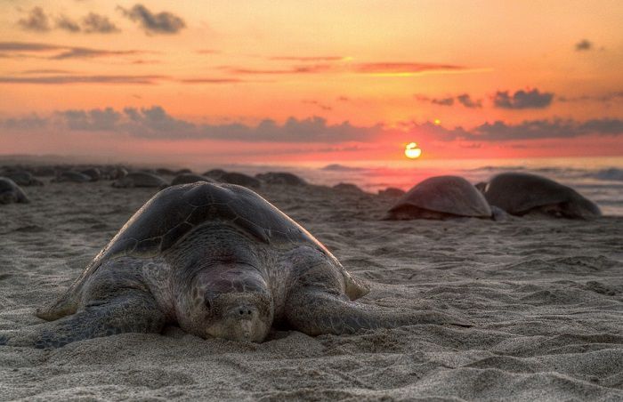 Si vous avez prévu de visiter la Guyane vous pourrez admirer les magnifiques tortues Luth qui viennent pondre sur certaines plages