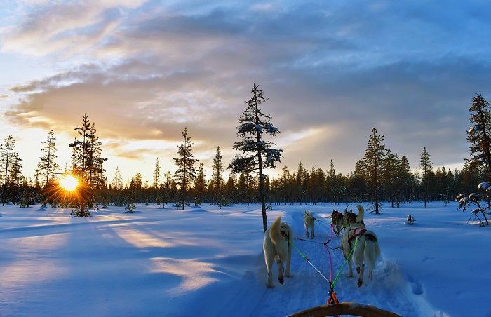 Embarquez à bord d'un attelage tiré par des chiens de traîneaux lors de votre séjour en Laponie finlandaise