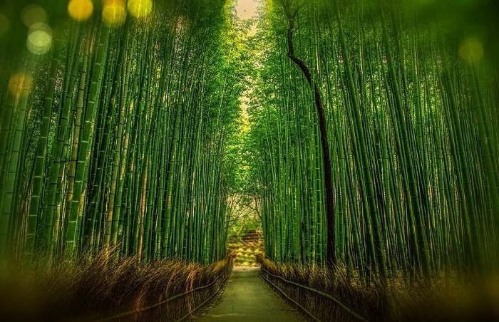 Balade dans la célèbre forêt de bambous géants d'Arashiyama située à l'ouest de Kyoto