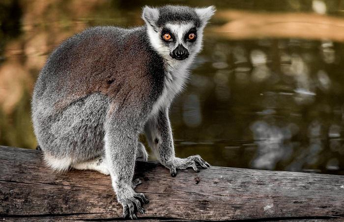 Le lémurien, espèce emblématique de Madagascar