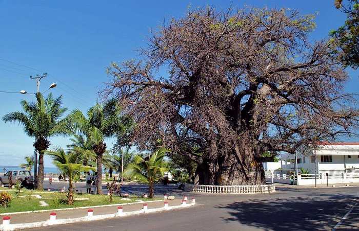 Le très célèbre Baobab et visiter Majunga