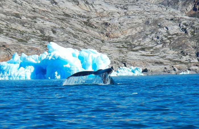 Observation des baleines lors de votre escapade dans l'Atlantique nord