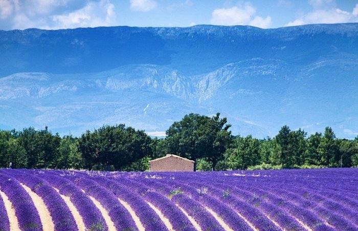 Balade colorée dans les champs de lavande de Valensole lors de vos vacances dans les Alpes-de-Haute-Provence
