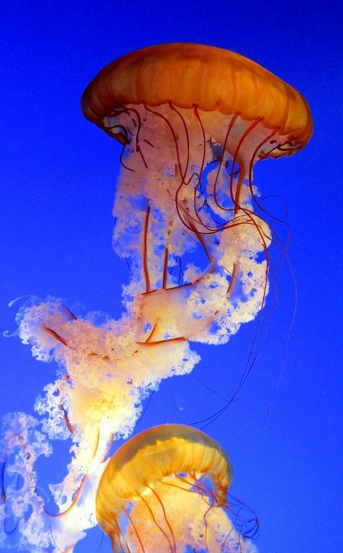 Profitez de votre escapade dans l'un des nombreux aquariums français pour admirer les magnifiques couleurs des méduses