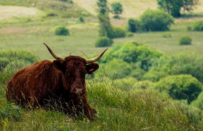 Profitez de votre visite du Cantal pour vous offrir une randonnée autour du Puy Mary et découvrez la très connue vache Salers
