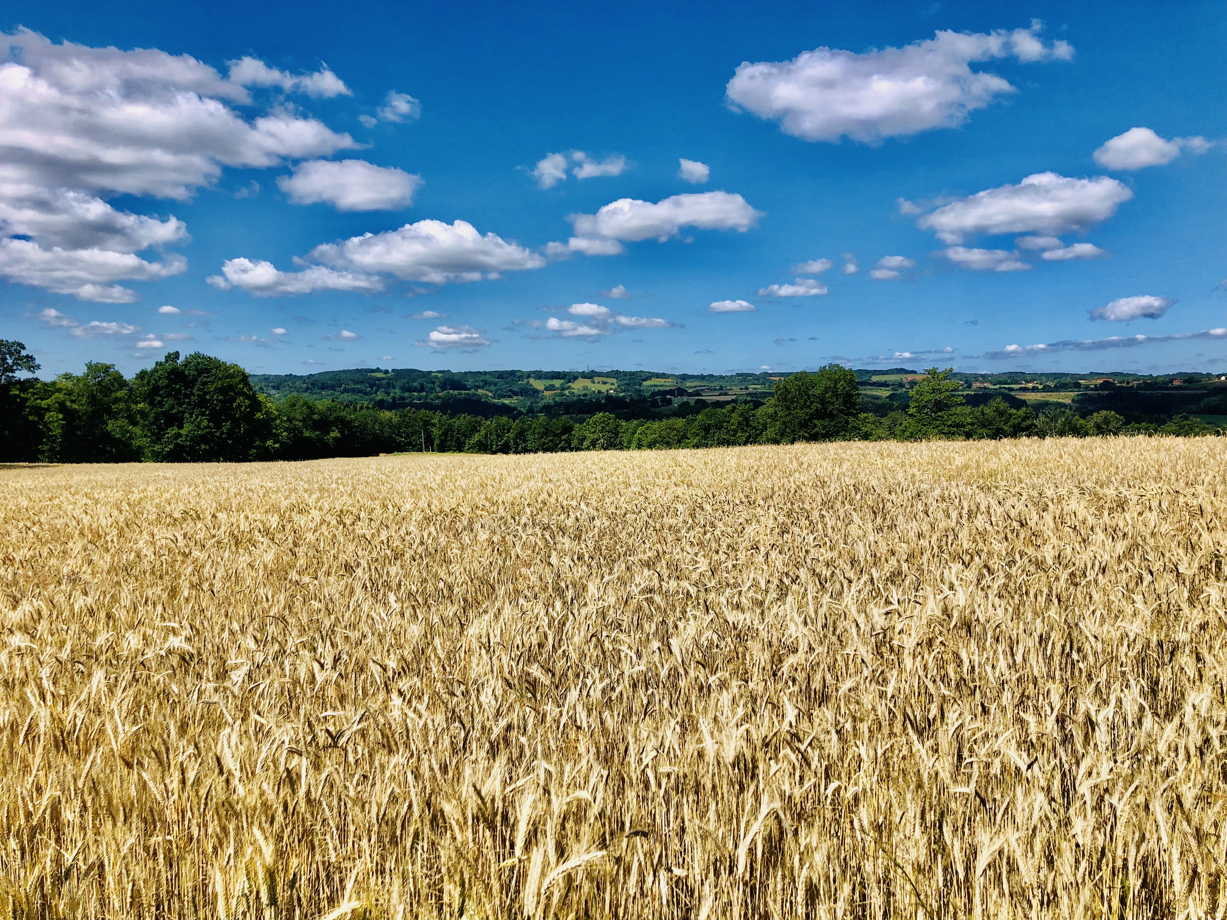 Champs de blé sur le GR441 vers Mazaye © Toploc