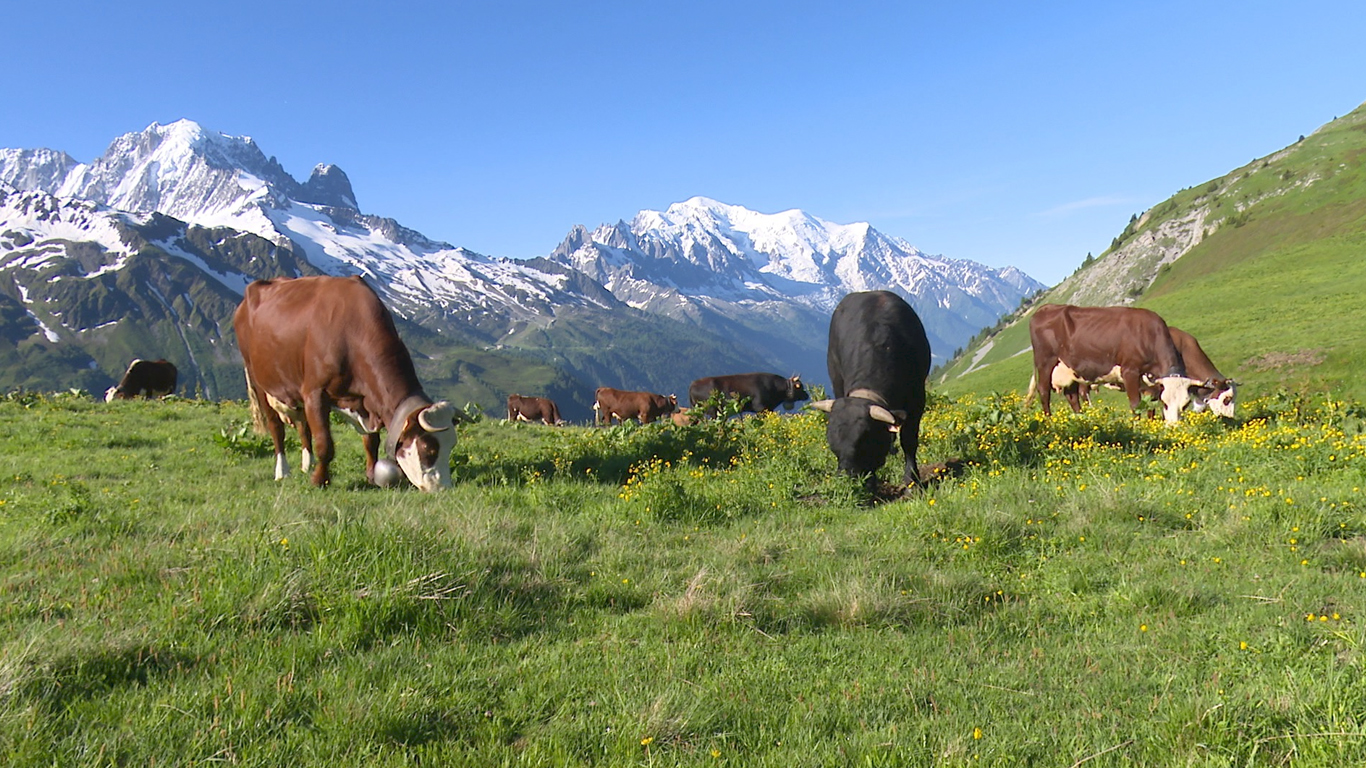 Au coeur des alpages au pays du Mont Blanc pour visiter la Haute-Savoie © festival pastoralismes